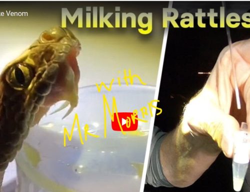 Milking a Rattlesnake for Research